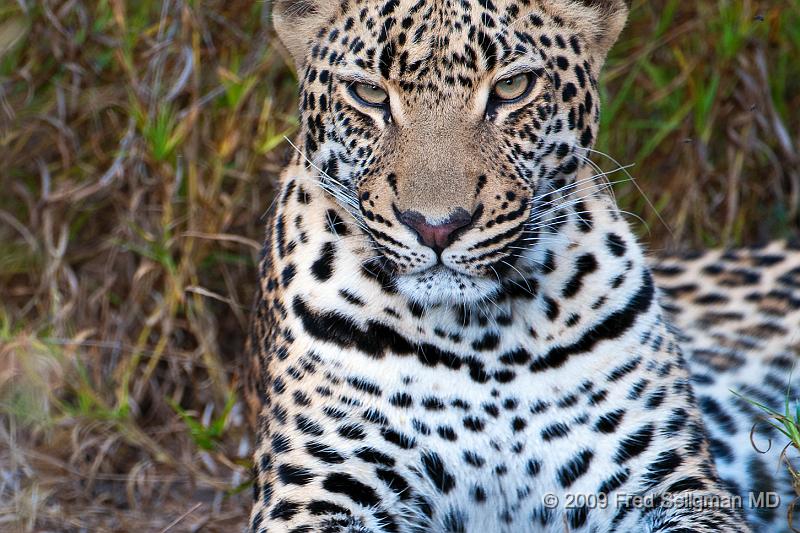 20090615_100153 D300 (7) X1.jpg - Leopard in Okavanga Delta, Botswana